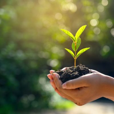 Hands holding a ball of soil with a seedling